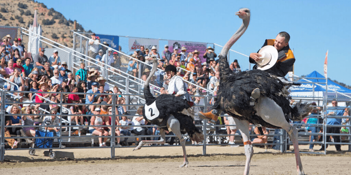 Ostrich racers compete in a lively outdoor event with a cheering crowd nearby