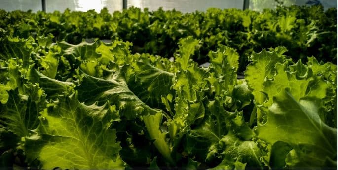 Lettuce