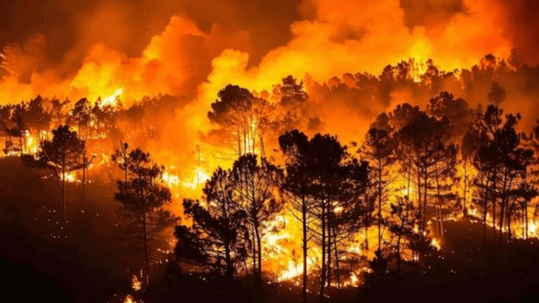 Intense wildfire consuming trees, surrounded by thick smoke and bright flames at night