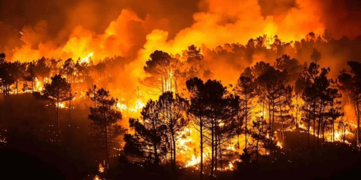 Intense wildfire consuming trees, surrounded by thick smoke and bright flames at night