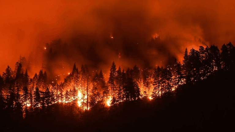 Intense wildfire burning through a forest, emitting bright flames and thick smoke