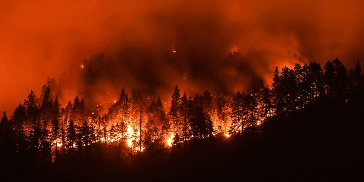 Intense wildfire burning through a forest, emitting bright flames and thick smoke