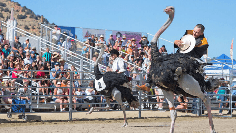 Ostrich racers compete in a lively outdoor event with a cheering crowd nearby