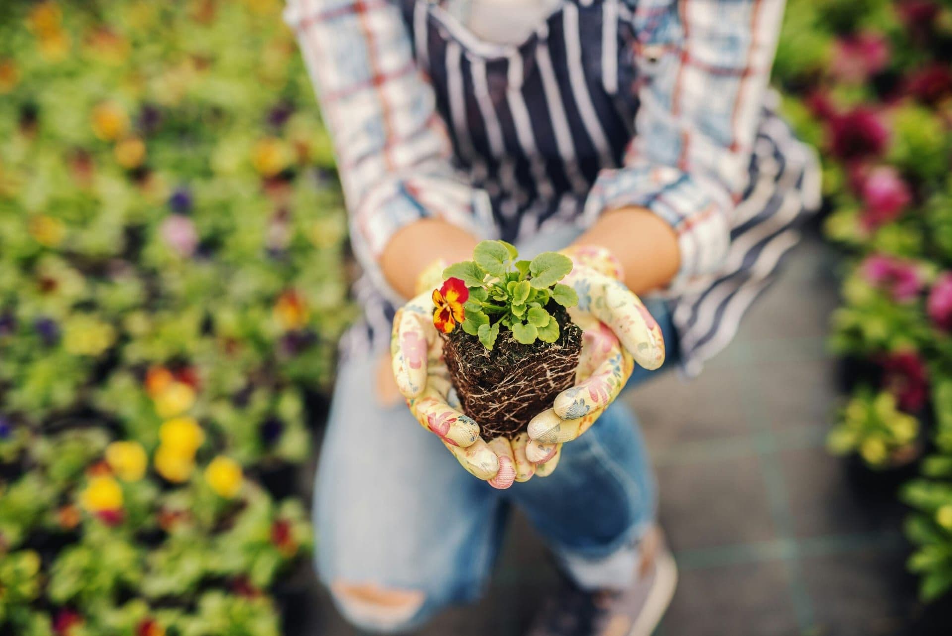 The Surge of Plant-Based Living: A Cultural Shift in American Food in 2024